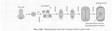 Фильтрационные возможности небольших выступов на поверхности клеток у животных