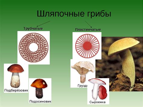 Форма и размер шляпки: многообразие и вариативность