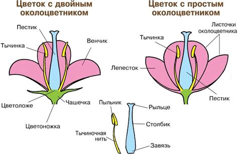 Форма цветка