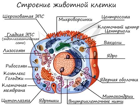 Формирование аппарата для подвижности и подготовка к процессу разделения клетки