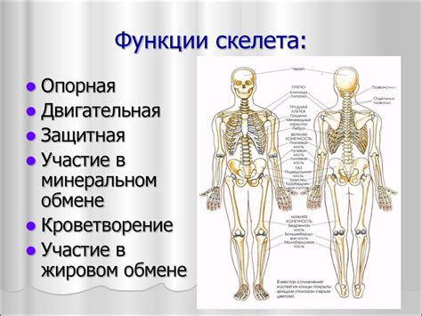 Формирование костной системы и мускулатуры