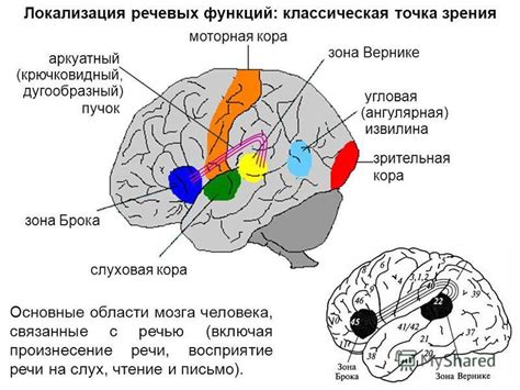 Формирование механизмов речевых центров у праворукого населения в роде Homo