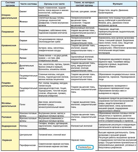 Формирование основных систем органов