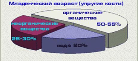 Формирование скелета и рост кости у девочки в период преходящего возраста