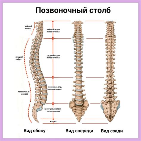 Формирование структуры позвоночника