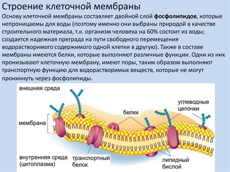 Фосфолипиды: ключевые элементы мембраны клетки