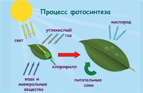 Фотосинтез: процесс, выполняемый клетками растений