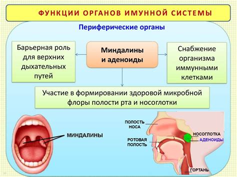 Функции аденоидов и их важность для организма