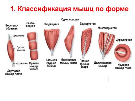 Функции брюшка клиновидной мышцы