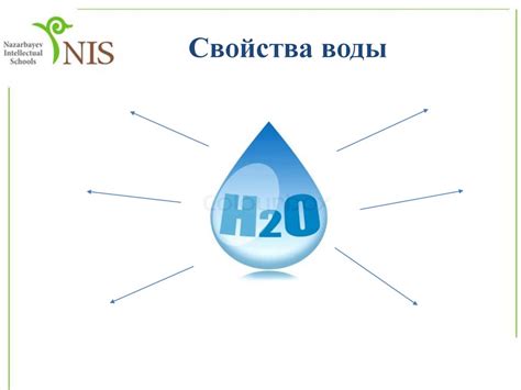 Функции гифов в биологических процессах