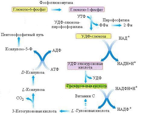 Функции глюкозы в организме человека: энергетический и структурный аспекты