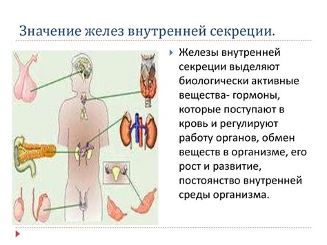 Функции желудочной секреции в организме человека