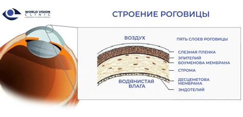 Функции и принципы работы роговицы: важное зрительное органа