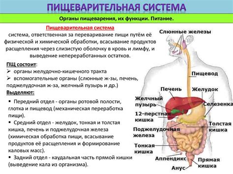 Функции и процессы пищеварения жиров