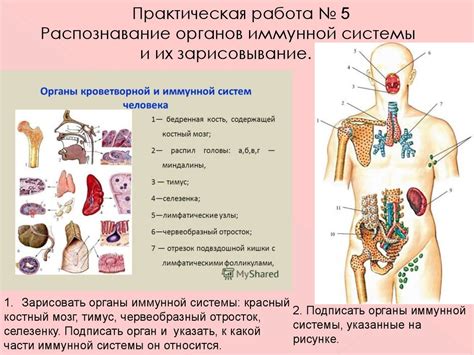 Функции и распределение узлов иммунной системы на области головы