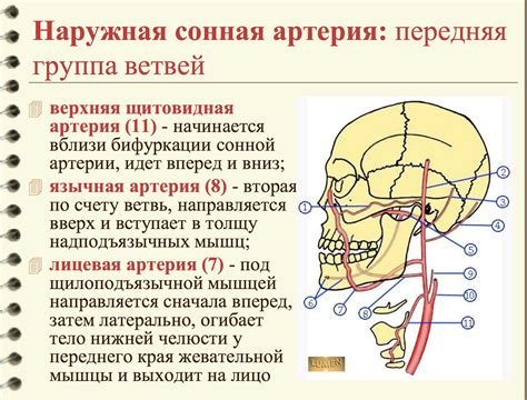 Функции и структура лицевой артерии в анатомии челюсти и ее ближайших соседей