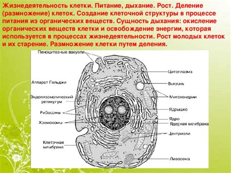 Функции мезосом в процессах дыхания и питания