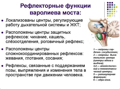 Функции мозгового моста и его воздействие на организм