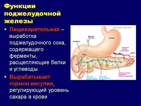 Функции поджелудочной железы