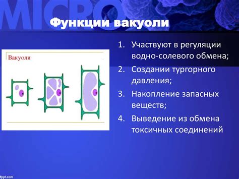 Функции содержимого вакуоли