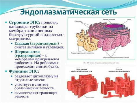 Функции эндоплазматической сети