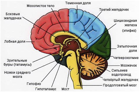 Функциональная организация мозга и влияние на высшие нервные функции