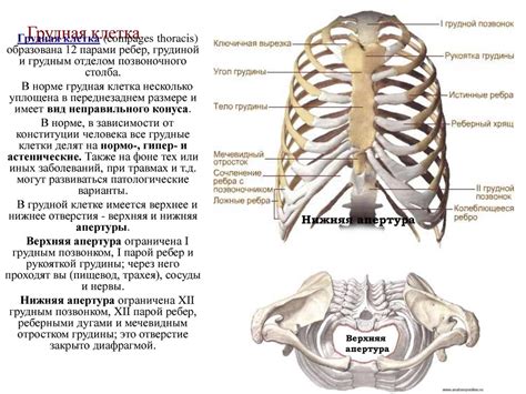 Функциональное значение и место десятого ребра у человека: важность регуляции внутренних процессов