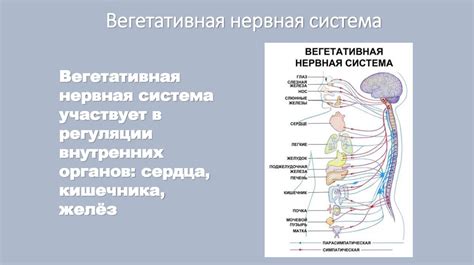 Функциональное значение спинномозговых узлов в передаче сигналов и регуляции физиологических процессов