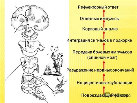 Функциональные аспекты белого вещества: передача сигналов и интеграция мозговых районов