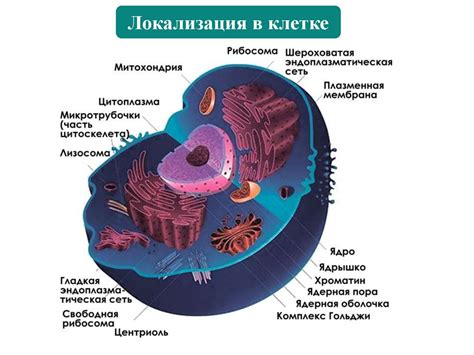 Функция и значение нуклеолуса в клетке: важный вклад РНК