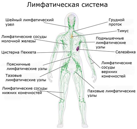 Функция и значимость лимфатических узлов в организме