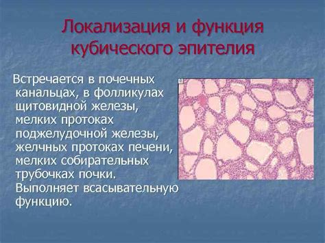 Функция кубического эпителия в выделении шлаков и метаболических продуктов