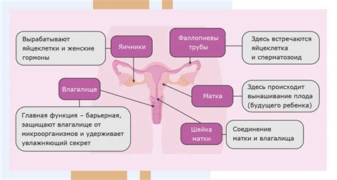 Функция менструации и развитие репродуктивной системы