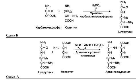 Функция мочевины в удалении избыточного азота из организма