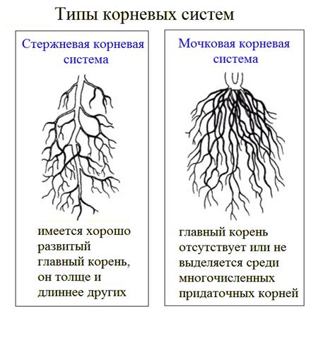 Характеристики цветка, листьев и корневой системы