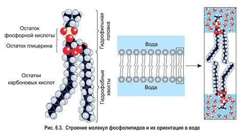 Химический состав и структура соединений