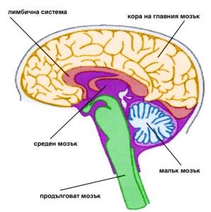 Хипоталамус и половая функция