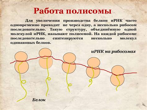 Хлоропласты: уникальные места для производства белков