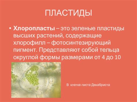 Хлоропласты - зеленые органеллы, содержащие хлорофилл