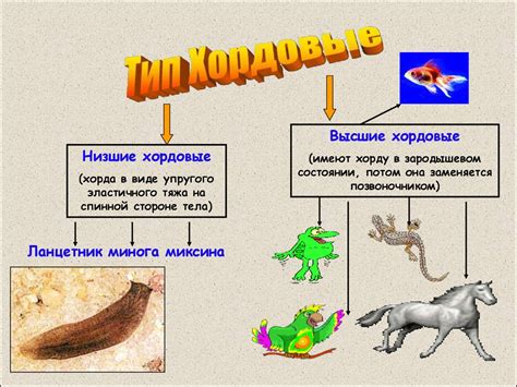 Хордовые и бесхордовые животные: общие и отличительные особенности