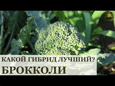 Хорошая плодоносность после брокколи: какие растения подходят