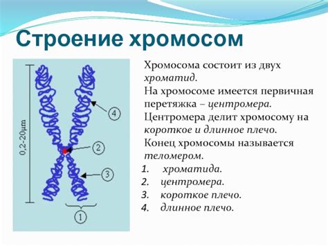 Хроматин и хромомеры: уплотнение и структурирование хромосом