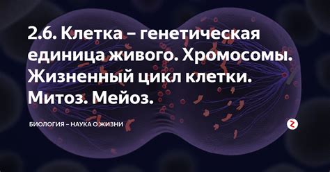 Хромосомы и жизненный цикл организма-производителя жизни