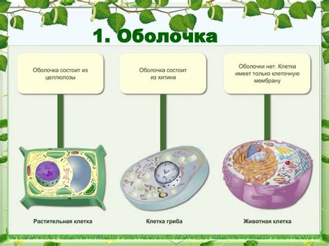 Целлюлоза: главный компонент клеточных оболочек растений