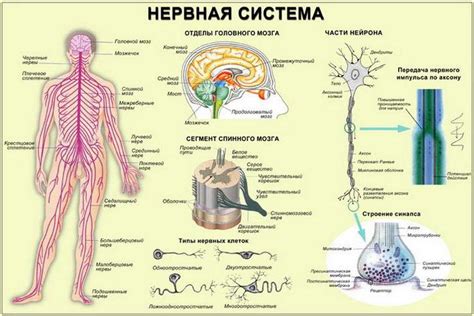 Центральная нервная система: расположение и главные задачи нервных клеток