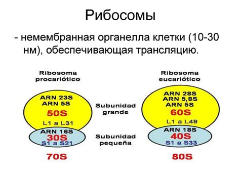 Центр творчества белка: ролевая игра рибосом