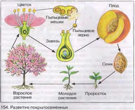 Цикл жизни и размножение румяного цветочка яблонных плодов