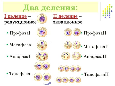 Цикл превращения клеток: основные стадии мейоза