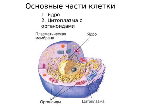 Цитоплазма: главное местообитание протеинов