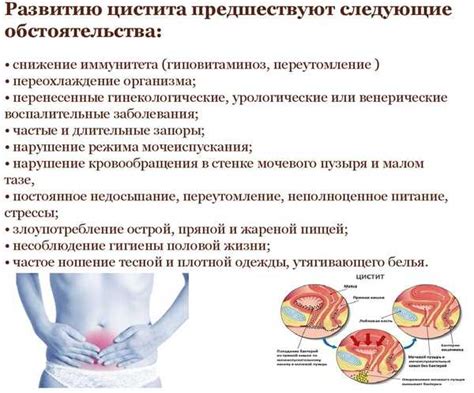 Цитосклетка и молочные каналы: взаимосвязь и возможные последствия